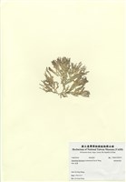 藏品(殖絲粉枝藻)的圖片